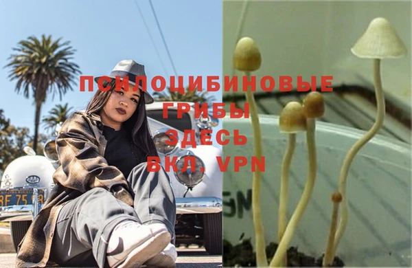 PSILOCYBIN Алзамай